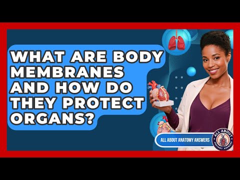 What Are Body Membranes And How Do They Protect Organs? - All About Anatomy Answers