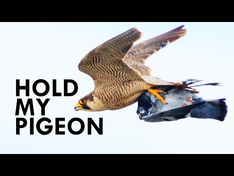 Nothing Can Out-Fly A Peregrine Falcon
