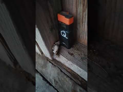 Ieri stătea pe prispa căsii, azi s-a dus în...