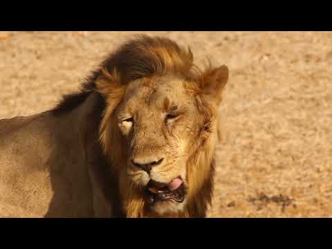 حيوانات العالم بجودة عالية animals of the World 4K