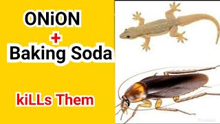 How to simply get rid of cockroaches with Onion and Baking Soda