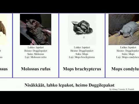 Nisäkkäät, lahko lepakot, heimo Doggilepakot chaerephon mops eumops mormopterus major rufus mammal
