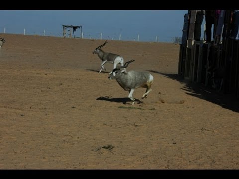 Addax & scimitar-horned oryx return to reserves in Tunisia