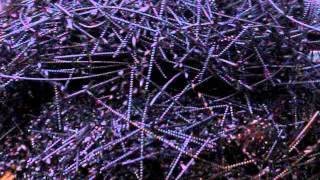 Afterwalker - Eulogy / Apology (2013)