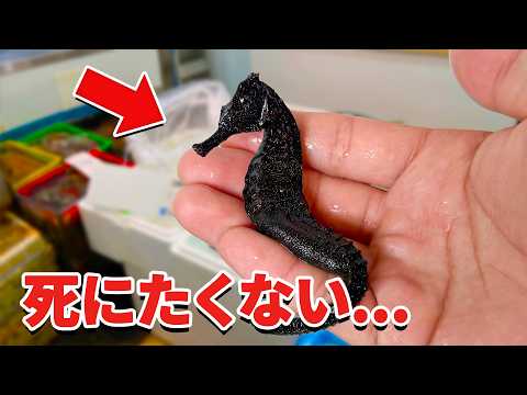 スーパーに売れ残っていたタツノオトシゴを飼育してみると…