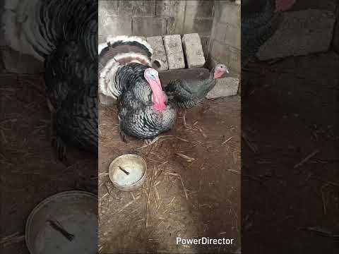 historia de los guajolotes #animals #veracruz #fortín #córdoba