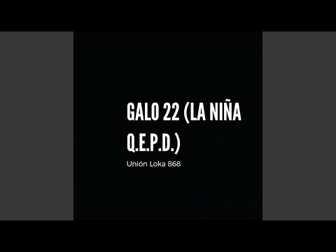 Galo 22 La Niña QEPD