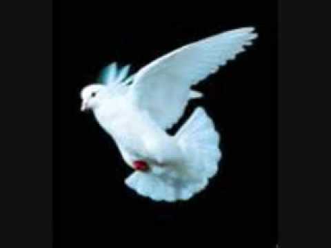 Fly Little White Dove, Fly - The Bells