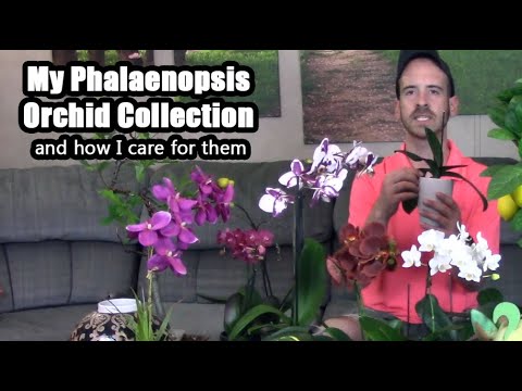 My Phalaenopsis Orchid Collection (And Caring for Them)