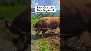 Download lagu mengeluarkan sapi ngamuk, sapi kurban, sapi simental #shorts #sapilucu #iduladha2025 #lembu mp3 Download lagu mengeluarkan sapi ngamuk, sapi kurban, sapi simental #shorts #sapilucu #iduladha2025 #lembu mp3