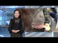 時代雜誌 2021年2月17日 安身之所 農場動物庇護所加建收容黑猩猩