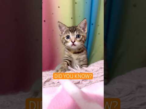 Youtube Video Embed