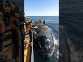 Cleaning a Giant Whale in Open Sea! Coast Guard's Incredible Effort