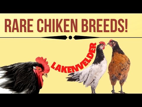 , title : 'Rare German Chickens, LakenVelder Chickens'