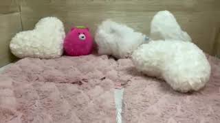 マルチーズの動画01