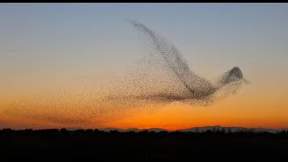 Laurie Anderson - ¨ The Beginning of Memory ¨ Lyrics English Subtitles Subtitulada Español HD