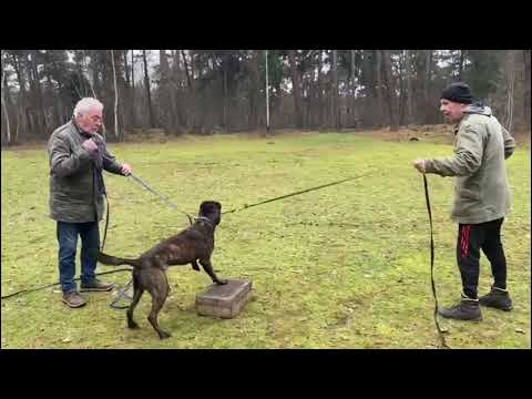 Boris II BRN 48243 Doeze