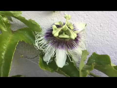 How To Hand Pollinate a Passion Fruit Flower