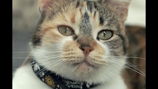 Download lagu suara kucing jantan memanggil betina minta kawin sangat birahi mp3