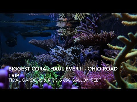 Biggest Coral Haul Ever II - Ohio Trip - Tidal Gardens and Ricos 650 Gallon Reef