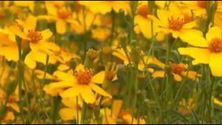 Field of Yellow Daisies