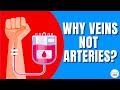 Why Is Blood Drawn From Veins And Not From Arteries?