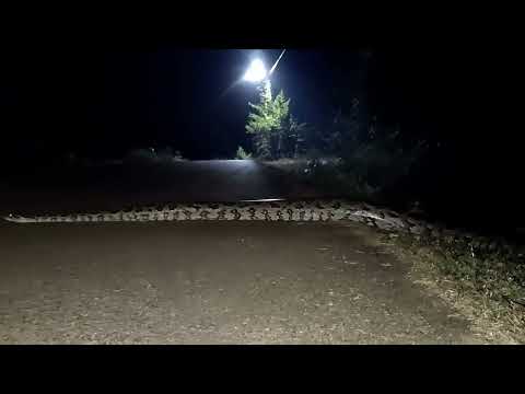 víbora Boa en el alcazar, misiones