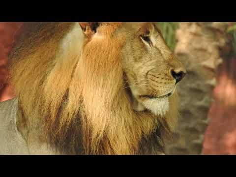 Download Lion Video Clips Download Mp3 dan Mp4 Teranyar Gratis