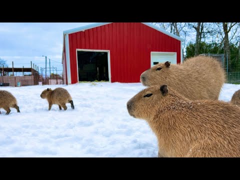 All of My Animals Froze to Death (starting over)