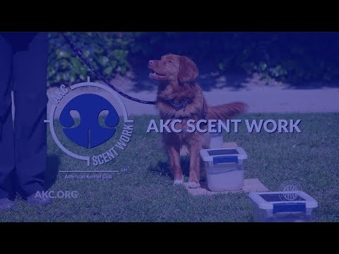 AKC Scent Work | Intro to Dog Sports