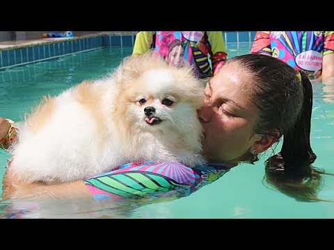 SERÁ QUE A CACHORRINHA BELINHA SABE NADAR NA PISCINA? * Mileninha *
