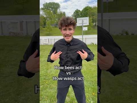 Bees vs Wasps HQDEFAULT Thumbnail