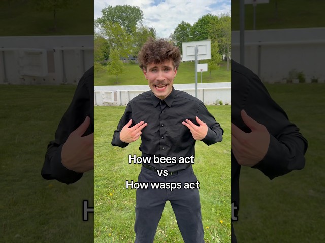 Bees vs Wasps SDDEFAULT Thumbnail