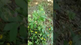 Collecting Native Plants Seeds, Simple Advice