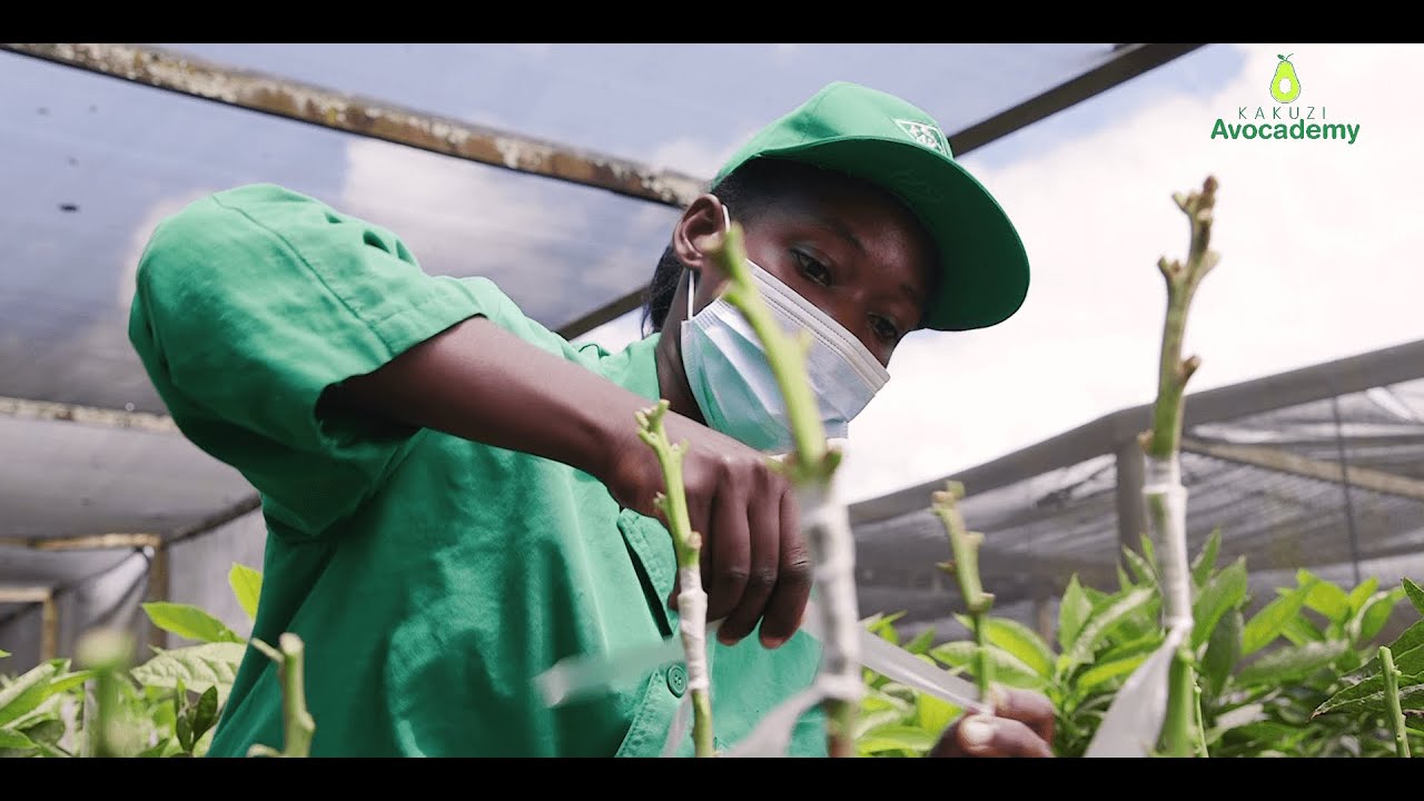 How to Establish An Avocado Nursery