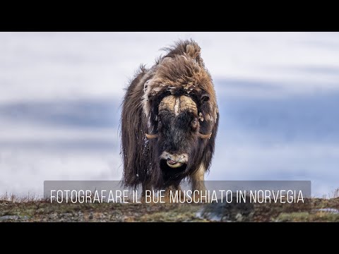 , title : 'Fotografare il bue muschiato in Norvegia'