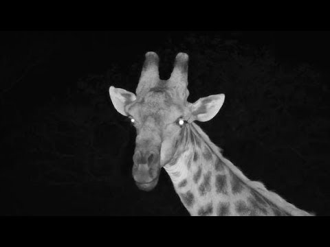 Djuma: Lone Giraffe out at night - 03:42 - 10/15/19