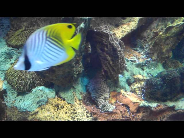 Tropical Fish at Rainforest Cafe