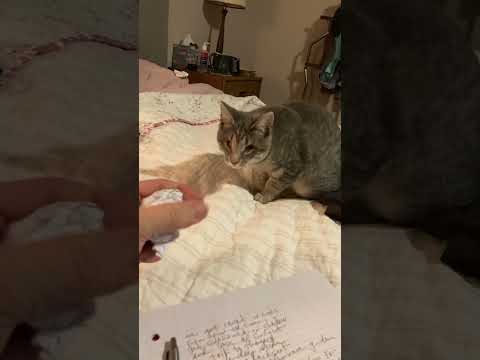 Lily the blind kitten helps edit songs