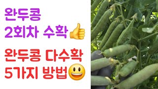 완두콩 2회차 수확???? 완두콩 다수확5가지 방법???? 