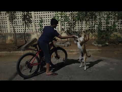 Training Dogs by Dhanu