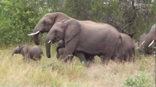 Elefanten mit Baby im Krüger Nationalpark Südafrika