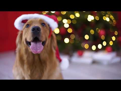 Campanha Natal do Sonhos | Gift Guide - Mundo do Enxoval