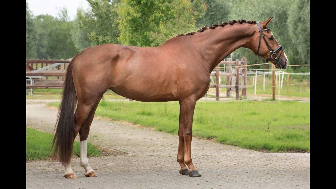 Orange Flair ☆ (TOTILAS x FLORENCIO) video 1