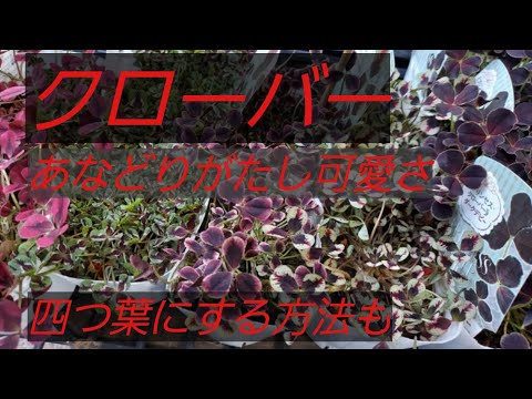シロツメクサ 植物