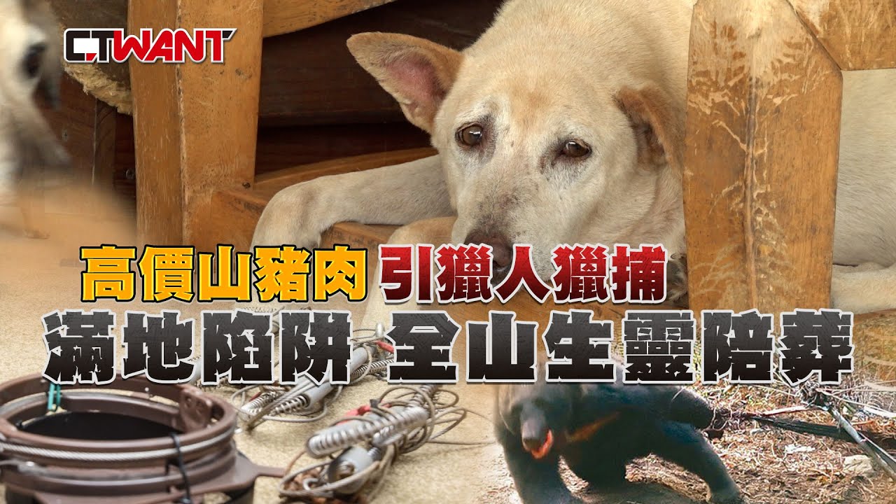 圖說-高價山豬肉引獵人獵捕 滿地陷阱 全山生靈陪葬