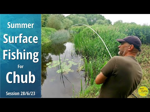 Chub Fishing - Summer Surface Fishing With Floating Bread - 28/6/23 (Video 415)