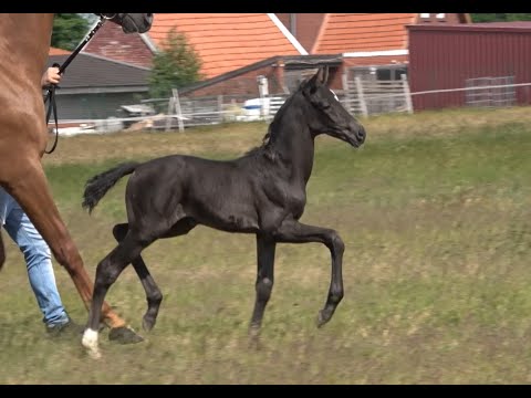 *2020 Stute von Lord Europe - De Niro SOLD!!!