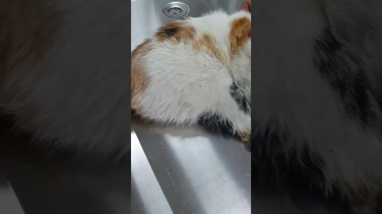 Fadik video