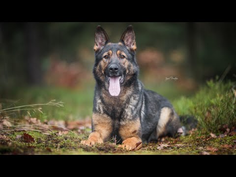 Chance Mapet - 1/2021